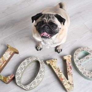 Meet your Posher, Lucy